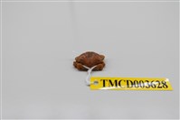 藏品(黑點皺蟹)的圖片